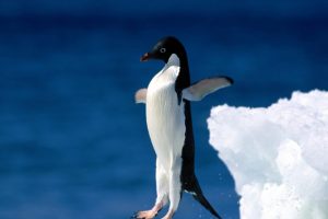 Leap Of Faith Penguin