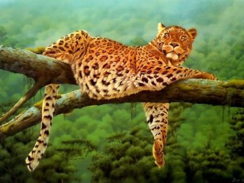 Leoparden Leopard