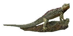 Lizard Animation Gif HD
