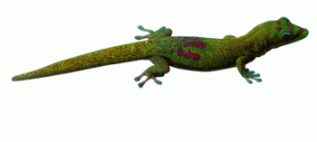 Lizard Animation Super