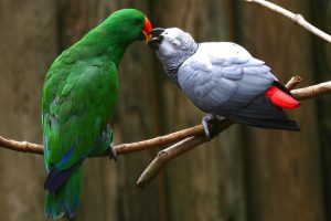 Love Parrots