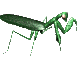 Mantis Animation Hot