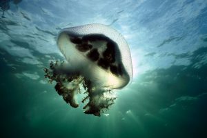 Mauve Stinger Jellyfish Australia