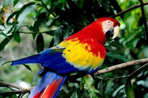 Nature Parrot