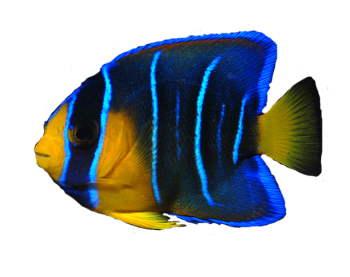 Ocean Fish Transparent Image