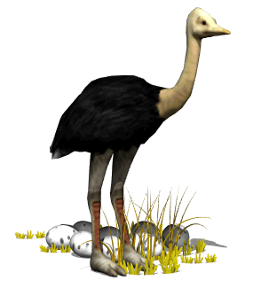 Ostrich Animated Gif Cool Image