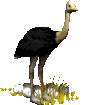 Ostrich Animated Gif Love