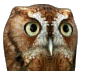 Owl Animated Gif Hot