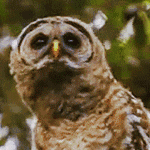 Owl Animated Gif