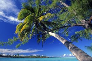 Palm Tree Society Island Beach HD Wallpaper For Free