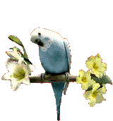 Parrot Animation Cool Image