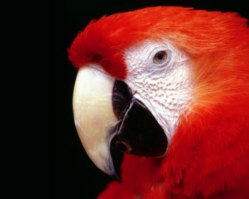 Parrot High Resolution
