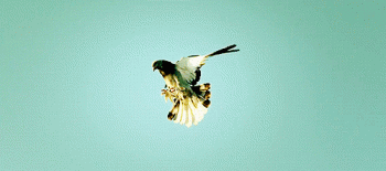 Peigeon Dove In Flight Amazing Animated Gif
