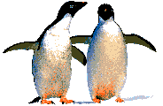 Penguin Animation Nice