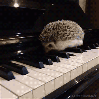 Piano Playing Animated Gif Nice Sweet