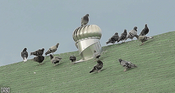 Pigeaons On Roof Animated Gif