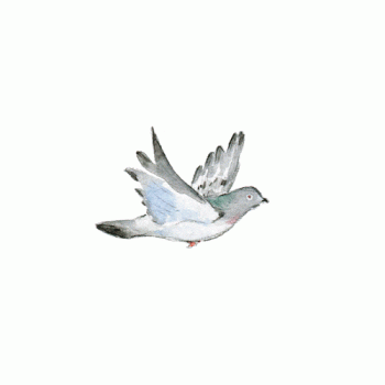 Pigeon Flying Illustration Art Animated Gif