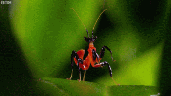 Preying Mantis Animated Gif Cool Image