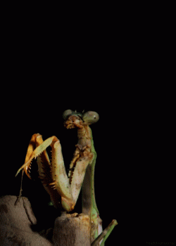 Preying Mantis Animated Gif Hot