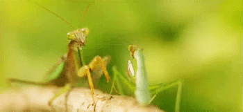 Preying Mantis Animated Gif Love