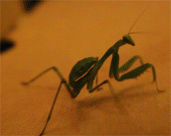 Preying Mantis Animated Gif Super