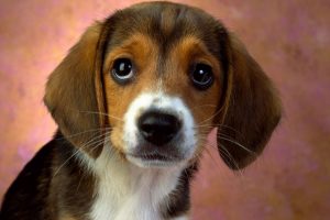 Puppy Eyes Beagle