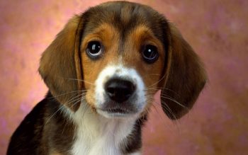Puppy Eyes Beagle