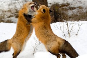 Red Foxes Montana