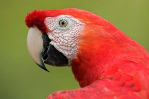 Scarlet Macaw Portrait Amazon