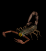 Scorpion Moving Image
