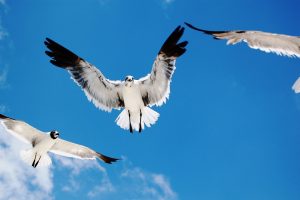 Seagulls Attack