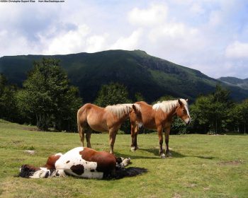 Sleeping Horse