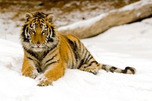 Snowy Afternoon Tiger On beach