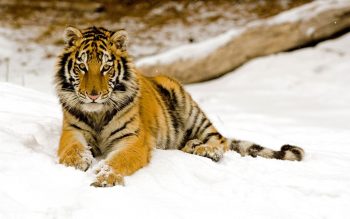 Snowy Afternoon Tiger On beach