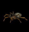 Spider Moving Image