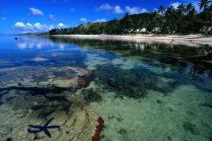 Starfish Along The Coral Coast Beach HD Wallpaper For Free