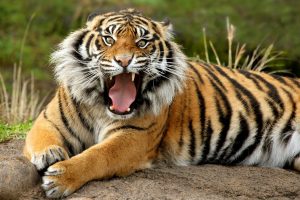 Sumatran Dangerous Tiger