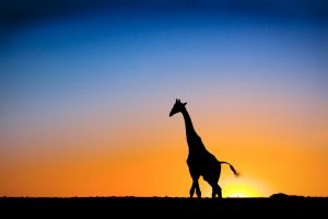 Sunset Giraffe Botswana