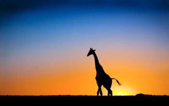 Sunset Giraffe Botswana