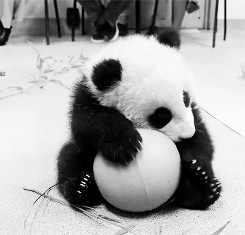 Super Cute Panda With Ball Animated Gif
