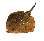 Tiny Small Pixel Fish Aquarium Animated Gif Picture Download
