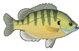 Tiny Small Pixel Fish Aquarium Animated Gif Picture Sweet
