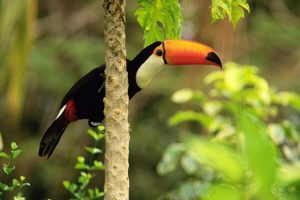 Toco Toucan In The Tropical Forest