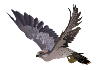 Transparent Falcon PNG HD Wallpapers For Android