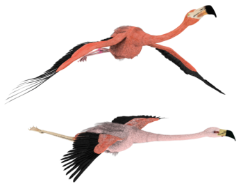 Transparent Flamingo PNG HD Wallpaper Download For Android Mobile Wallpapers HD For I Phone Six Free Download