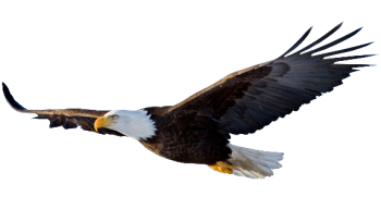 Transparent Flying Eagle 3D PNG Image HD Wallpapers For Android
