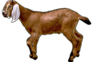 Transparent Goat PNG Image HD Wallpaper Download For Android Mobile Wallpapers HD For I Phone Six Free Download
