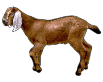 Transparent Goat PNG Image HD Wallpaper Download For Android Mobile Wallpapers HD For I Phone Six Free Download