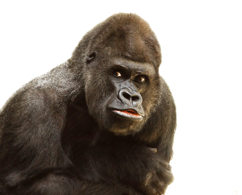 Transparent Gorilla PNG image HD Wallpaper Download For Android Mobile Wallpapers HD For I Phone Six Free Download