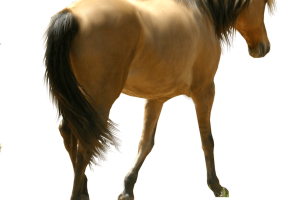 Transparent Horse Siluet PNG Image Download Transparent HD Wallpaper Download For Android Mobile Wallpapers HD For I Phone Six Free Download